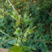 Acalypha ciliata Forssk.